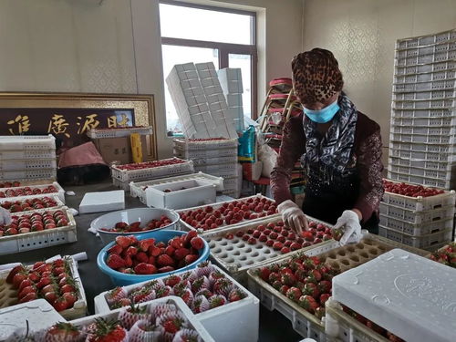 千金鄉草莓 春日的甜蜜饋贈，帶來新鮮水果零售新體驗