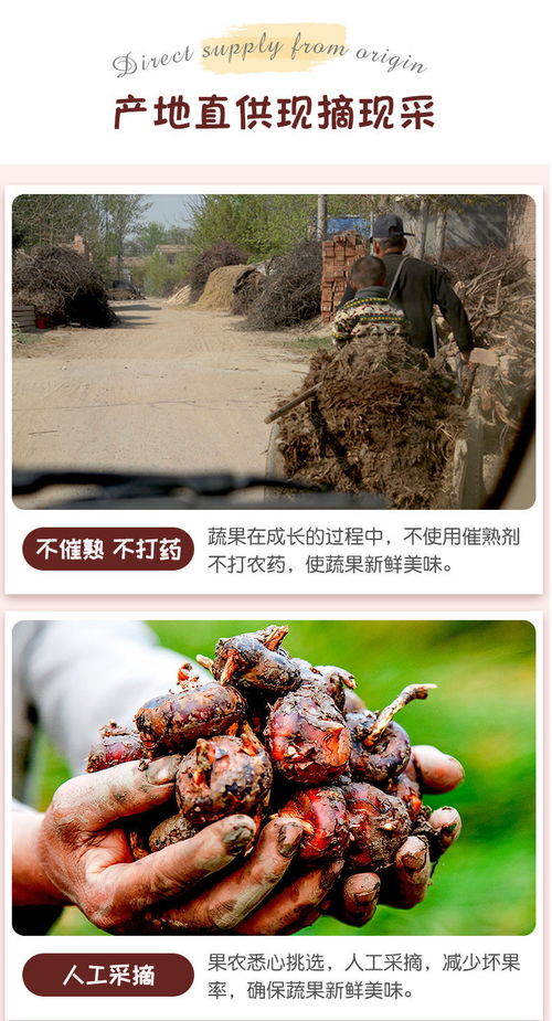 高原馬蹄脆甜，云南特產(chǎn)荸薺地梨的滋味與選購(gòu)