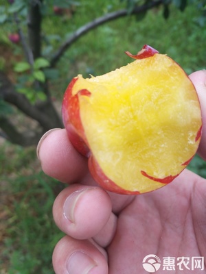 【農人直供】源自原產地的酸甜饋贈 當季新鮮黃肉紅布林李子