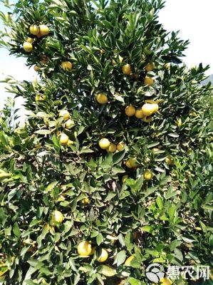 麻陽冰糖橙 55mm以上精選果，新鮮零售的甜蜜誘惑